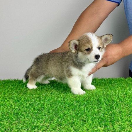 Pembroke Welsh Corgi
