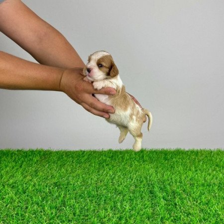 Cavalier King Charles spániel