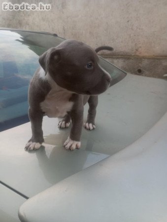 Stetfordsirre kis kutya