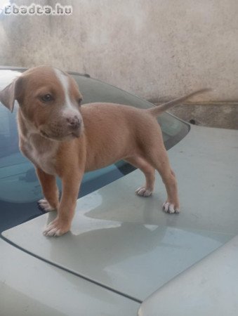 Stetfordsirre kis kutya