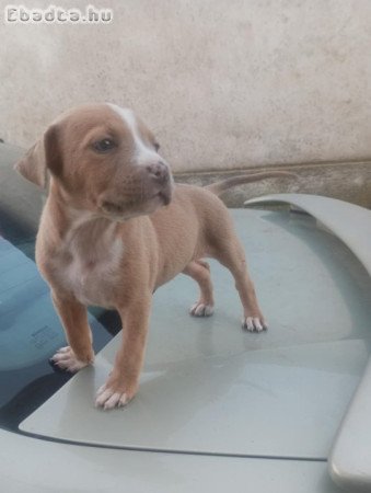 Stetfordsirre kis kutya