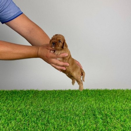 Cavalier King Charles spániel