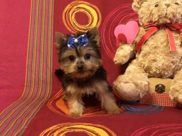 Yorkshire Terrier, Yorki