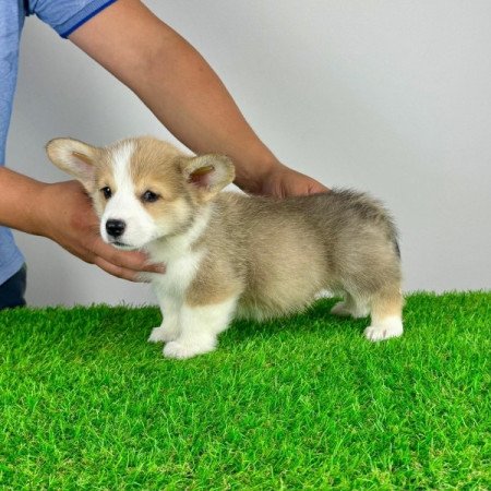 Pembroke Welsh Corgi