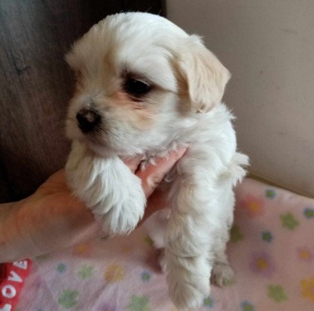 Bichon Havanese