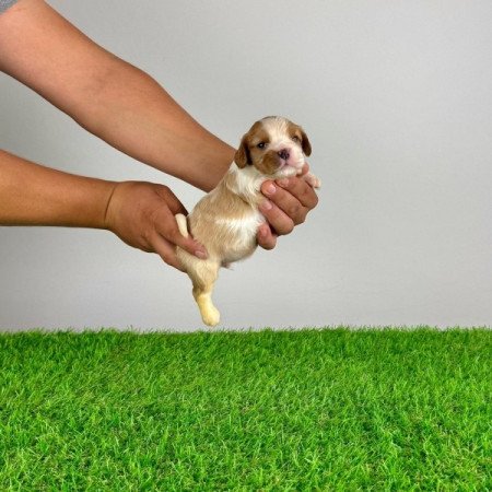 Cavalier King Charles spániel