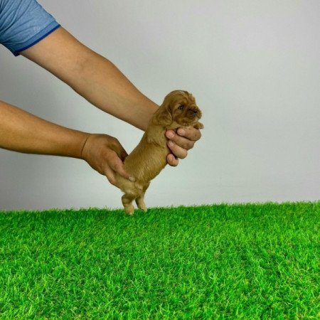 Cavalier King Charles spániel