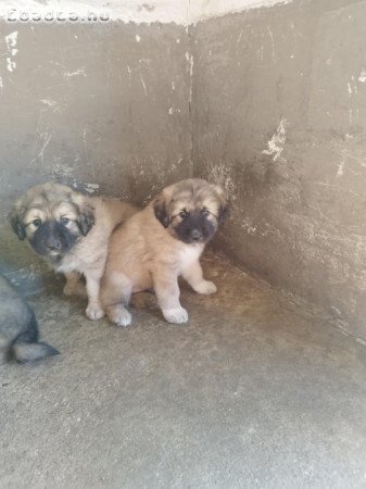 Kaukázusi juhászkutya kölykök eladók