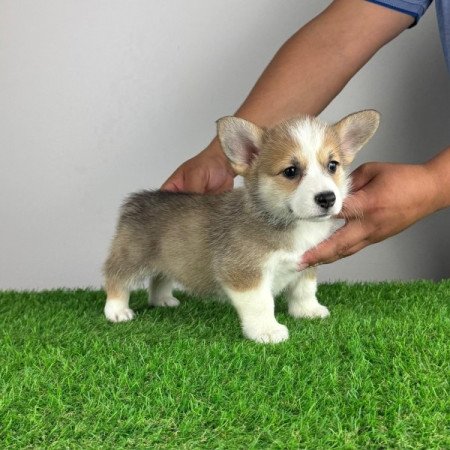 Pembroke Welsh Corgi