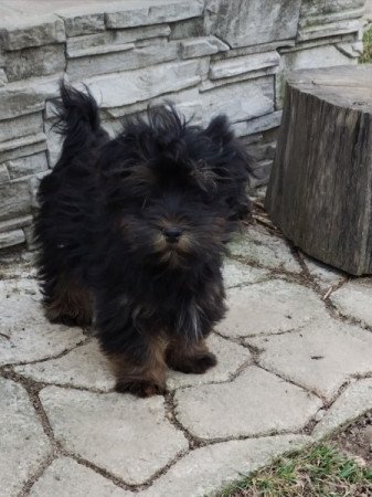 Bichon havanese