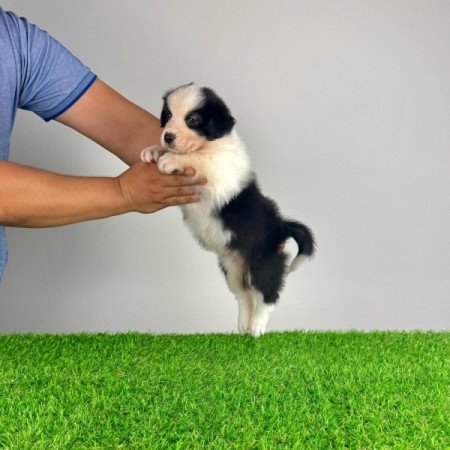 Ausztrál juhászkutya