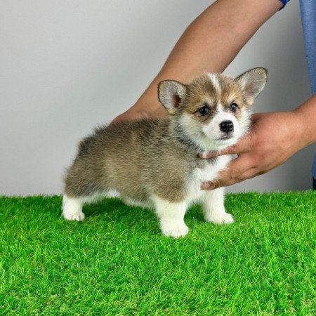 Pembroke Welsh Corgi