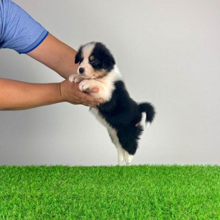 Ausztrál juhászkutya