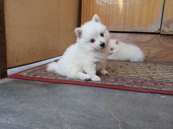 Kisspitz ( kis spitz, kis spicc, kisspicc)