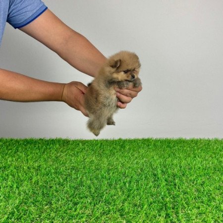 Pomerániai törpespitz