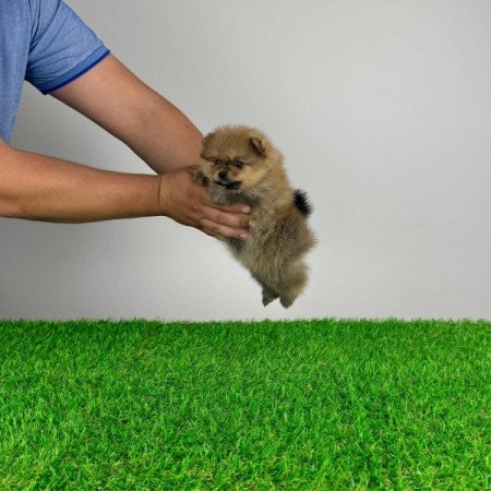 Pomerániai törpespitz