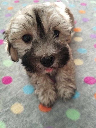 Bichon Havanese