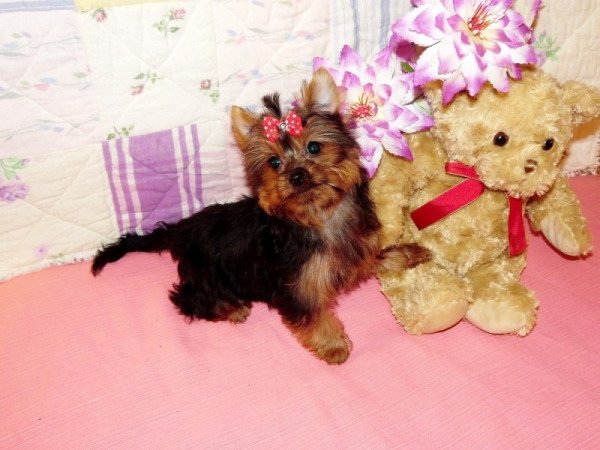 Yorkshire Terrier, Yorki