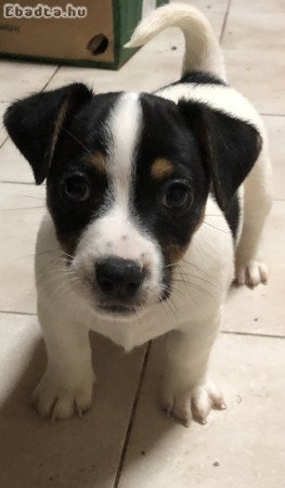 Jack Russel terrier