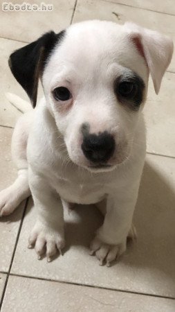 Jack Russel terrier