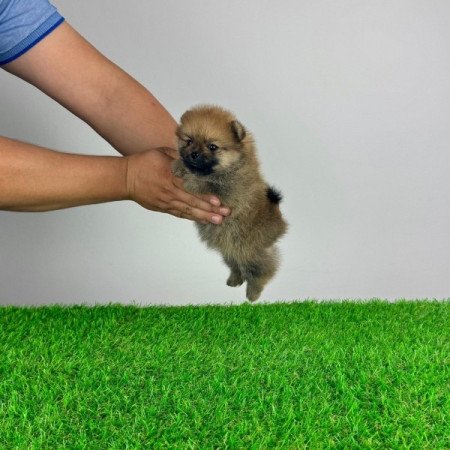 Pomerániai törpespitz