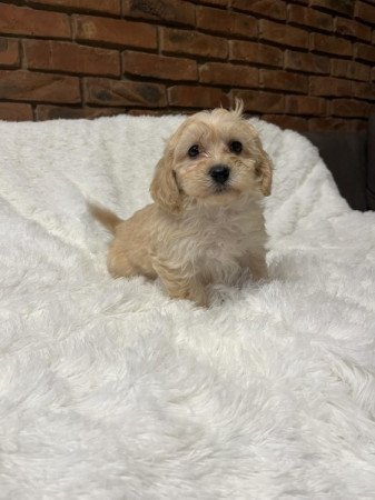 Maltipoo