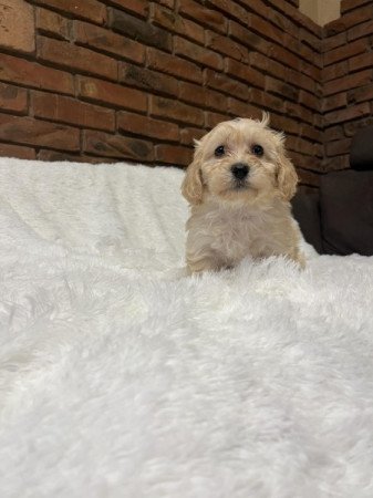 Maltipoo