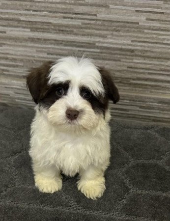 Bichon Havanese