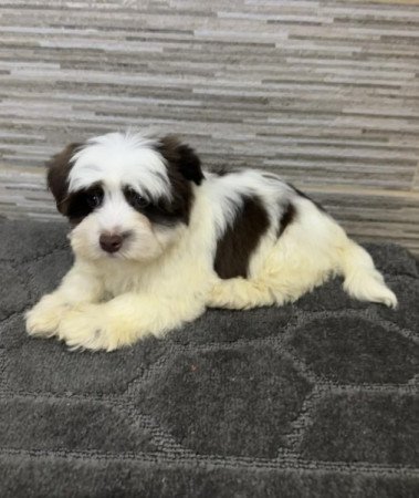 Bichon Havanese