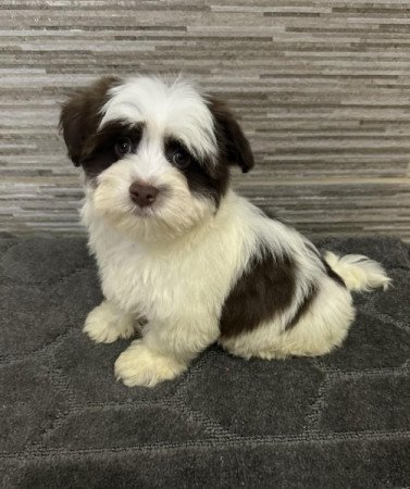 Bichon Havanese