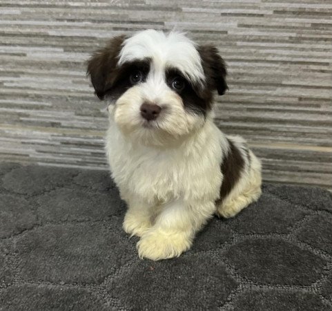 Bichon Havanese