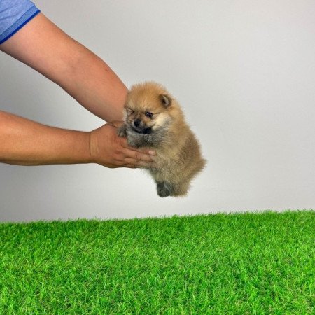 Pomerániai törpespitz