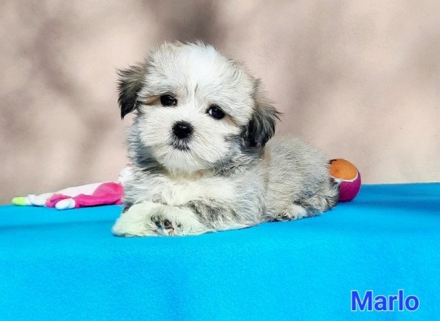 Bichon Havanese