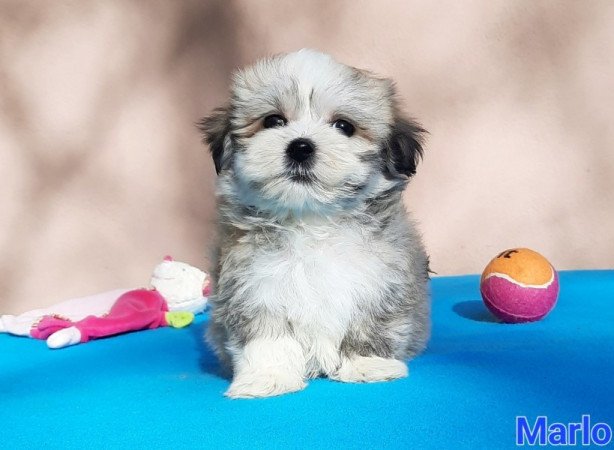 Bichon Havanese