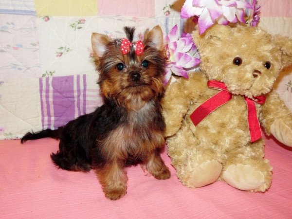 Yorkshire Terrier, Yorki