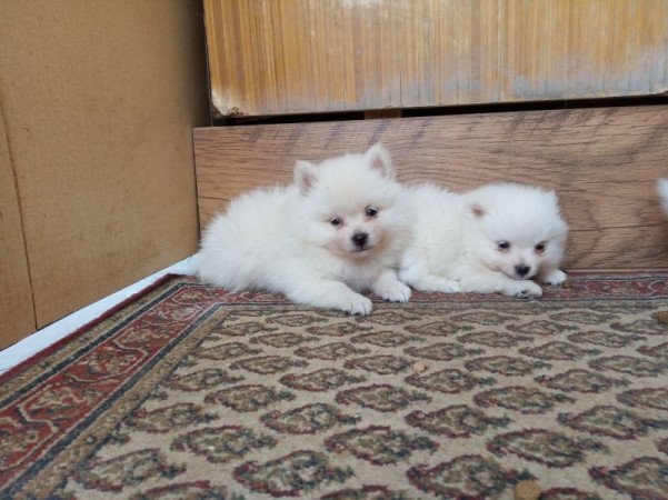 Kisspitz ( kis spitz, kis spicc, kisspicc)