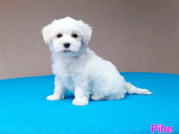 Bichon Havanese