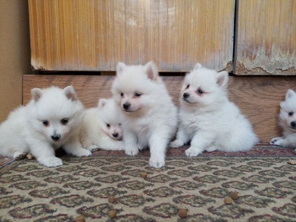 Kisspitz ( kis spitz, kis spicc, kisspicc)