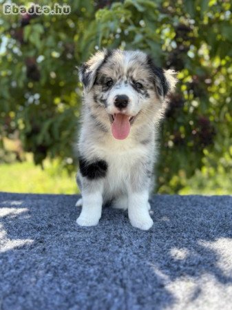 10 hetes Border Collie  kiskutyák