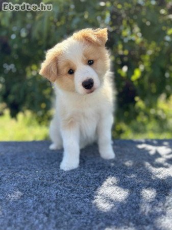 10 hetes Border Collie  kiskutyák
