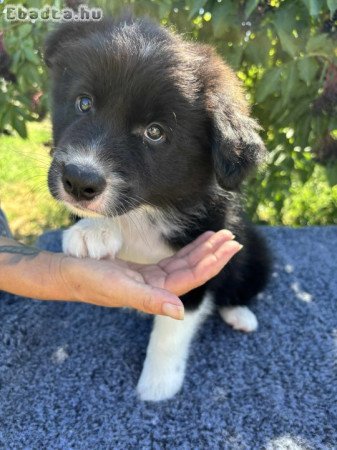 10 hetes Border Collie  kiskutyák