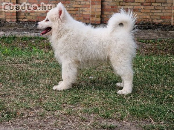 Szamojéd kiskutya