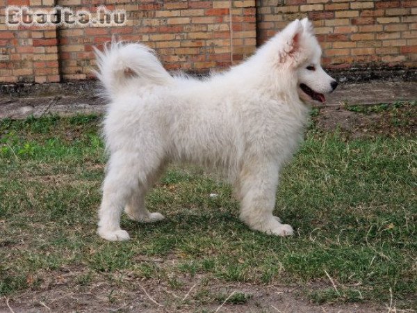 Szamojéd kiskutya