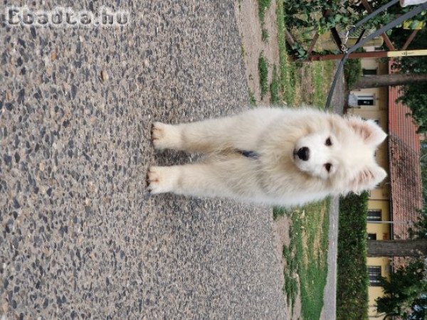Szamojéd kiskutya