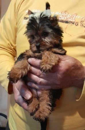 Yorkshire terrier