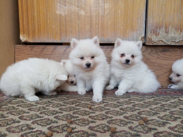 Kisspitz ( kis spitz, kis spicc, kisspicc)