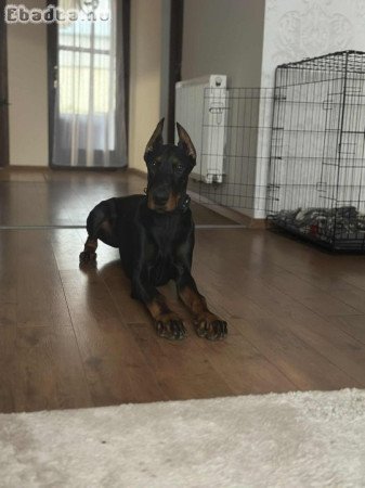 Eladó 7 hónapos kan Dobermann