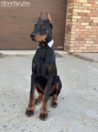 Eladó 7 hónapos kan Dobermann