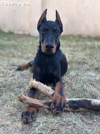 Eladó 7 hónapos kan Dobermann