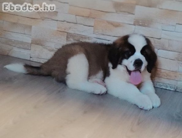 Bernáthegyi kan kiskutya garanciásTenyészetből!